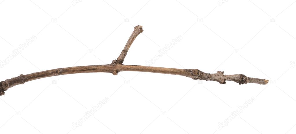 dry branch of a lilac bush. isolated on white background