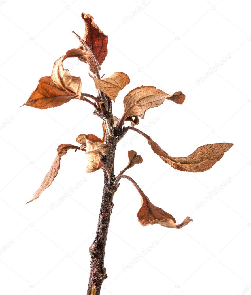 apple tree branch with dry yellowed leaves. Isolated on white ba