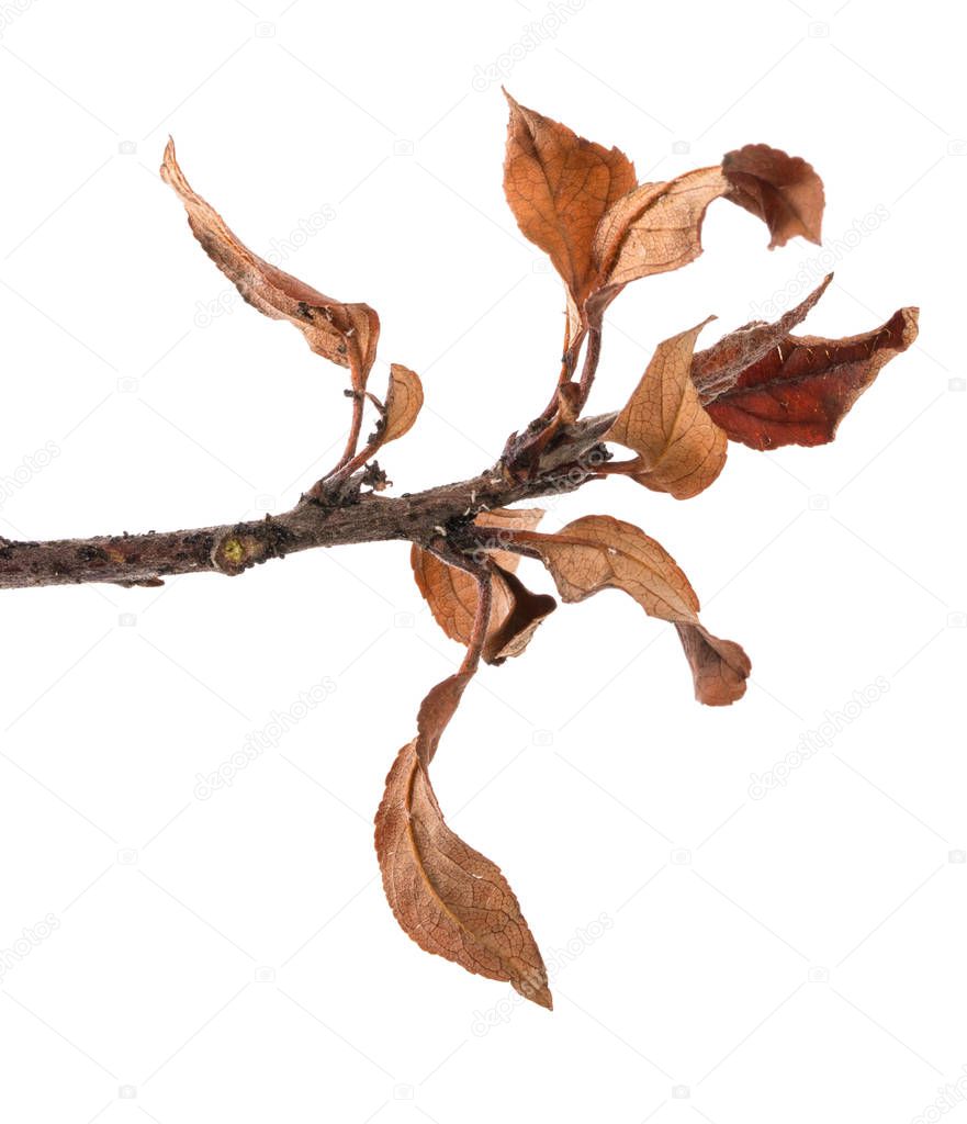 apple tree branch with dry yellowed leaves. Isolated on white ba