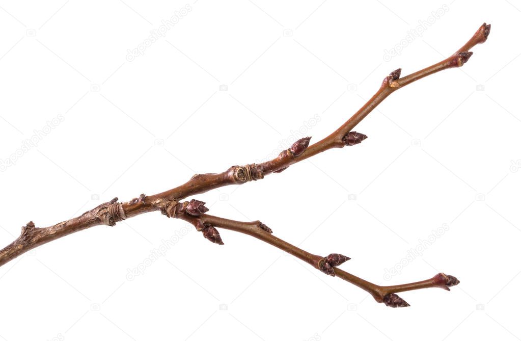 part of dry branch of apricot tree on white background