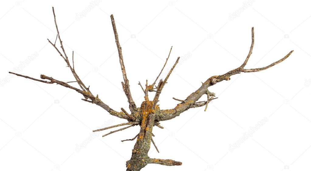 dry branch of apricot tree. Isolated on white background