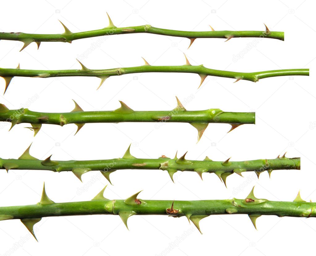 stem of rose bush with thorns on an isolated white background, s