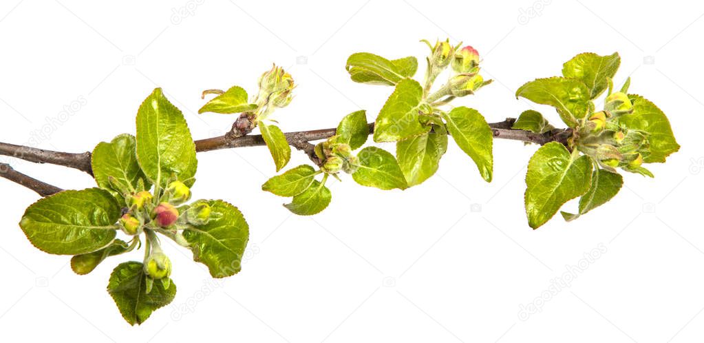branch of an apple tree with blossoming buds and leaves. on a wh
