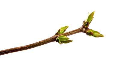 İzole beyaz sırt üzerinde genç yaprakları ile leylak çalı Dalı