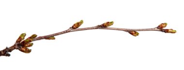 Izole beyaz üzerinde şişmiş tomurcukları ile Kiraz meyve ağacı dalı 