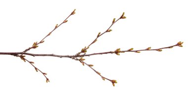 Izole beyaz üzerinde şişmiş tomurcukları ile Kiraz meyve ağacı dalı 