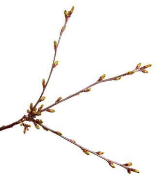 Izole beyaz üzerinde şişmiş tomurcukları ile Kiraz meyve ağacı dalı 