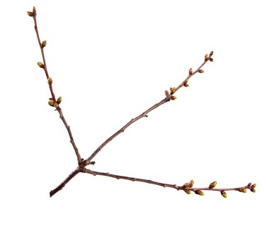 Izole beyaz üzerinde şişmiş tomurcukları ile Kiraz meyve ağacı dalı 