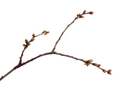 Izole beyaz üzerinde şişmiş tomurcukları ile Kiraz meyve ağacı dalı 