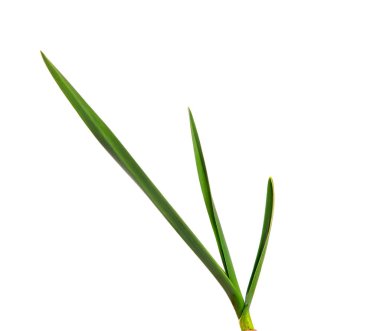 izole beyaz bir arka plan üzerinde yeşil sarımsak yaprakları. yeşil çimen