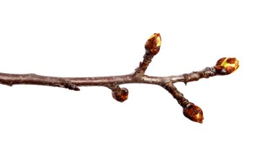 Izole beyaz arka plan üzerinde tomurcuk ile armut meyve ağacı Nın Dalı