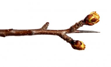 Izole beyaz arka plan üzerinde tomurcuk ile armut meyve ağacı Nın Dalı