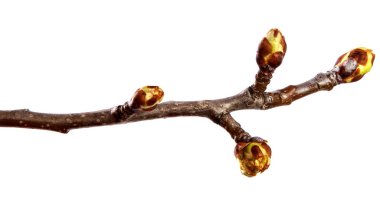 Izole beyaz backgrou üzerinde şişmiş tomurcukları ile Armut ağacı dalı