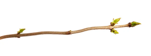 Gałąź bzu krzewu z młodymi listwami na białym grzbiecie — Zdjęcie stockowe