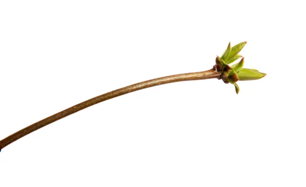 Branche de lilas avec de jeunes feuilles sur un dos blanc isolé — Photo