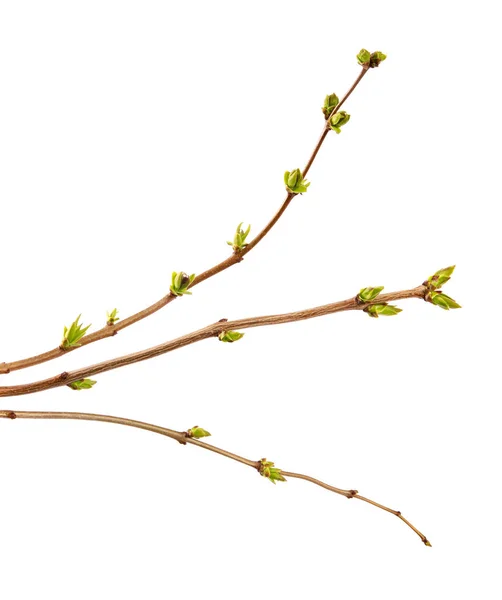 Zweig eines Fliederstrauches mit jungen Blättern auf einem isolierten weißen Rücken — Stockfoto