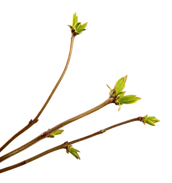 Branche de lilas avec de jeunes feuilles sur un dos blanc isolé — Photo