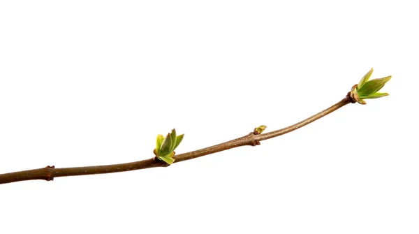 Branche de lilas avec de jeunes feuilles sur un dos blanc isolé — Photo