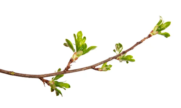 Ein Zweig Johannisbeerstrauch mit jungen Blättern auf einem isolierten weißen — Stockfoto