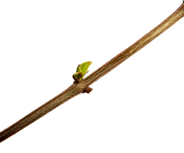 Branche de lilas avec de jeunes feuilles sur un dos blanc isolé — Photo