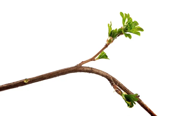 Ein Zweig Johannisbeerstrauch mit jungen Blättern auf einem isolierten weißen — Stockfoto