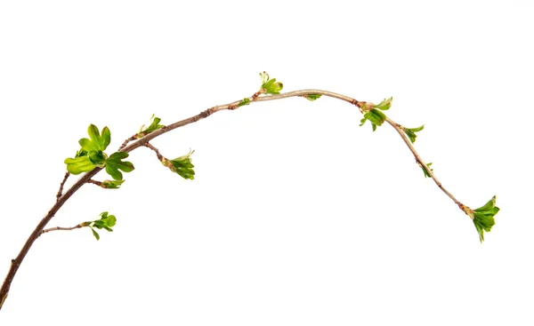 Una rama de arbusto de grosella con hojas jóvenes sobre un blanco aislado — Foto de Stock