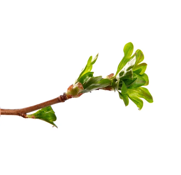 Ein Zweig Johannisbeerstrauch mit jungen Blättern auf einem isolierten weißen — Stockfoto