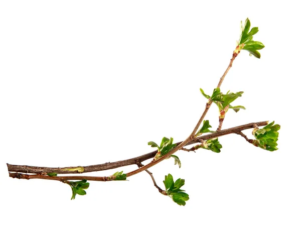Um ramo de arbusto de passa de Corinto com folhas jovens em um branco isolado — Fotografia de Stock