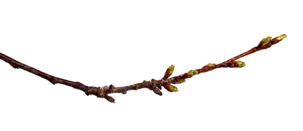 樱桃果树分支与肿胀的芽在孤立的白色 — 图库照片