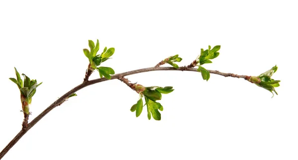 İzole beyaz üzerinde genç yaprakları ile frenk üzümü çalı bir dalı 