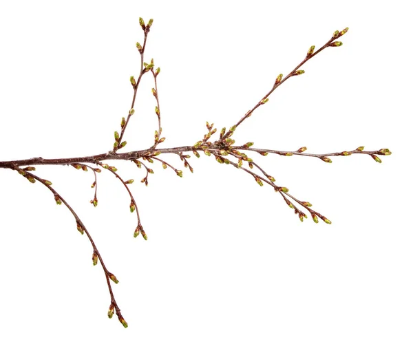 Вишневая ветвь фруктового дерева с распухшими бутонами на изолированном белом — стоковое фото