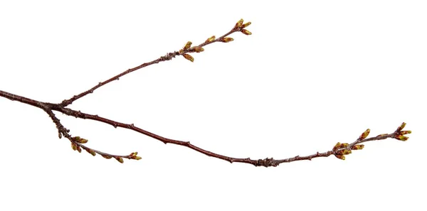 Rama de árbol frutal de cerezo con brotes hinchados en un blanco aislado — Foto de Stock
