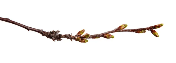 Branche de cerisier fruitier avec bourgeons gonflés sur un blanc isolé — Photo