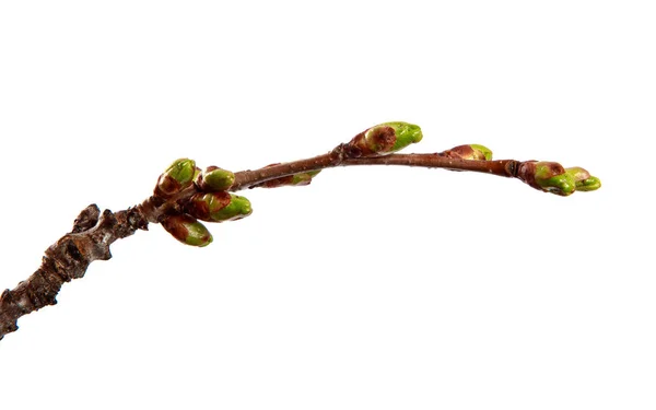 Rama de árbol frutal de cerezo con brotes hinchados en un blanco aislado — Foto de Stock