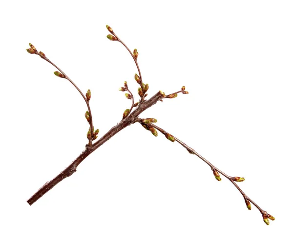 Gałąź drzewa wiśniowego z opuchniętymi pączkami na białym — Zdjęcie stockowe