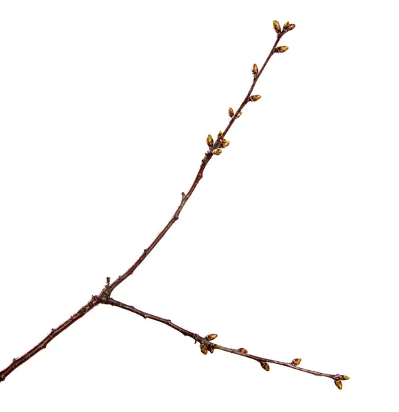 Rama de árbol frutal de cerezo con brotes hinchados en un blanco aislado — Foto de Stock