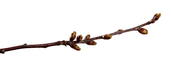 Ramo di ciliegio albero da frutto con gemme gonfie su un bianco isolato — Foto Stock