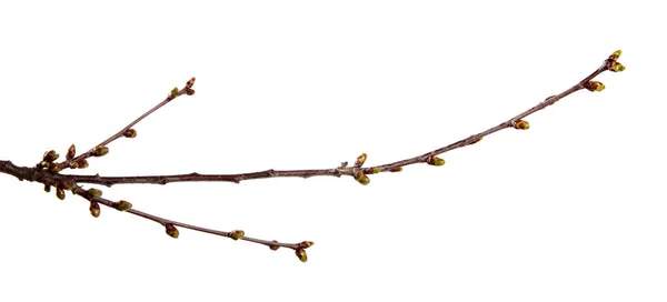 Вишневая ветвь фруктового дерева с распухшими бутонами на изолированном белом — стоковое фото