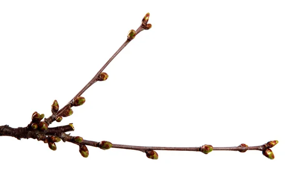 Cherry fruit tree branch with swollen buds on an isolated white — Stock Photo, Image