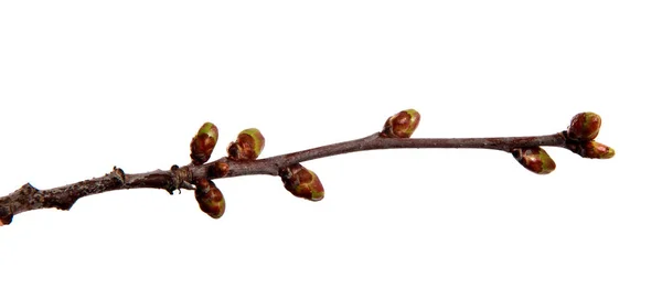 Rama de árbol frutal de cerezo con brotes hinchados en un blanco aislado — Foto de Stock