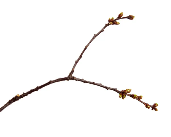 Kirschbaum Zweig mit geschwollenen Knospen auf einem isolierten weißen — Stockfoto