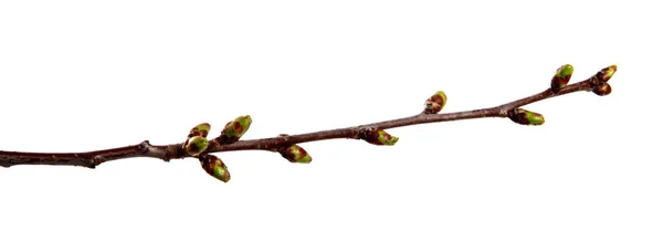 孤立した白に腫れた芽を持つ桜の果樹の枝 — ストック写真