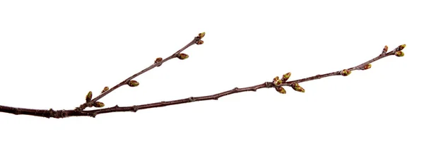 Körsbärs fruktträd gren med svullna knoppar på en isolerad vit — Stockfoto