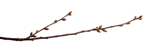 Branche de cerisier fruitier avec bourgeons gonflés sur un blanc isolé — Photo