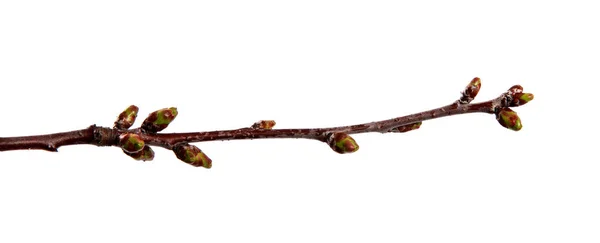 Branche de cerisier fruitier avec bourgeons gonflés sur un blanc isolé — Photo