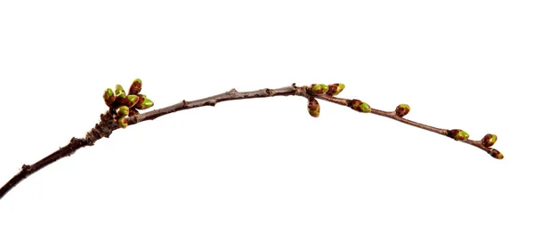 Rama de árbol frutal de cerezo con brotes hinchados en un blanco aislado —  Fotos de Stock