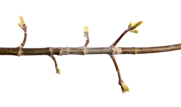 A branch of maple tree with young leaves on an isolated white ba — Stock Photo, Image