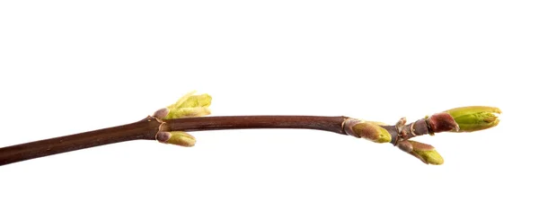 一枝枫树，在一个孤立的白巴上长着幼叶 — 图库照片