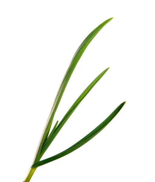 Hojas de ajo verde sobre un fondo blanco aislado. hierba verde —  Fotos de Stock