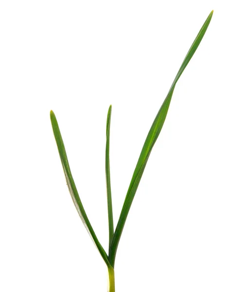 Green garlic leaves on an isolated white background. green grass — Stock Photo, Image